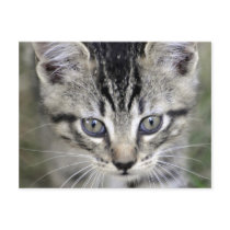 Photo Post Card postcards by davelund Photo Post Card postcards