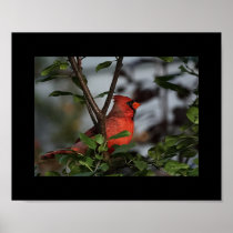 Photo Print of Cardinal 8x10