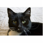 Photo Sculpture: Lilly the Cat