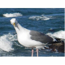 Photo Sculpture:  Looking Gull