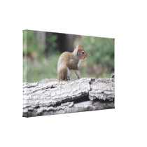 Photo Squirrel Stretched Canvas Print