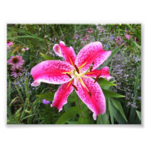 Photo - Stargazer Lily