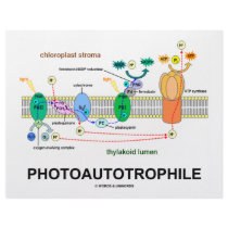 Photoautrophile (Photosynthesis) Letterhead Design