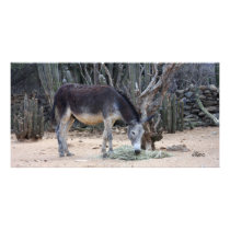 photocard aruba photo greeting card