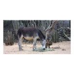 photocard aruba photo greeting card