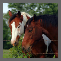 Photograph Horse Posters