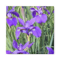 Photograph: Purple Irises magnets