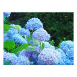 Photographic Canvas Prints Blue Hydrangea Flowers