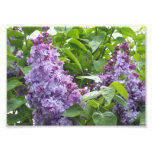 buy laptops | flowers, nature, wall, art, home, decor, lilacs, flowers, nature, wall, art, home, decor, lilacs,