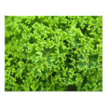 Photography Botanical Close Up Leaf Leaves Green