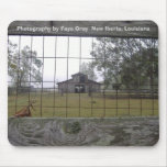 Photography by Faye Gray  New Ib...