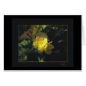 Photography, Floral cards