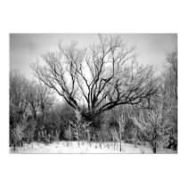 Photography for SALE - Frosted Trees Print by word1001 Photography for SALE - Frosted Trees Print