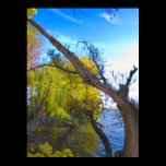 Photography for SALE - Gnarled Tree Prints