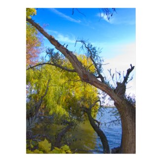 Photography for SALE - Gnarled Tree Prints