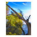 Photography for SALE - Gnarled Tree Prints print