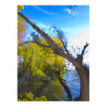 Photography for SALE - Gnarled Tree Prints
