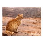 Photography of ginger cat Postcard