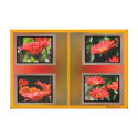Photos on Canvas - Red Daisies Canvas Prints