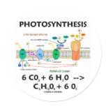 Photosynthesis (Carbon Dioxide + Water) Round Sticker