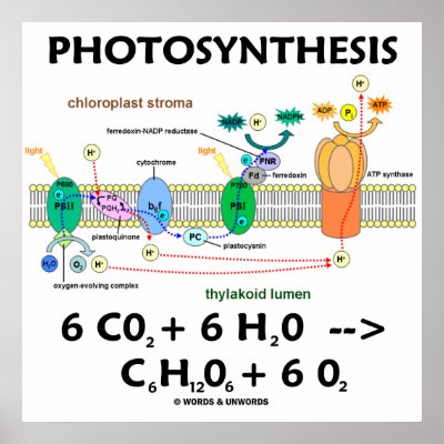 Simple Photosynthesis Equation In Words