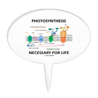 Photosynthesis Necessary For Life Light-Dependent Cake Pick