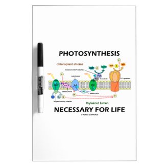 Photosynthesis Necessary For Life Light-Dependent Dry Erase Board