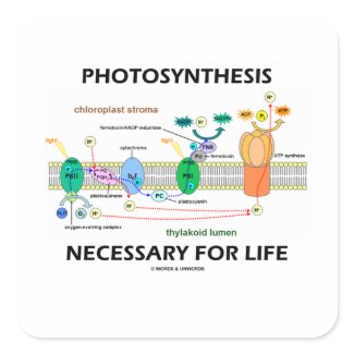 Photosynthesis Necessary For Life sticker