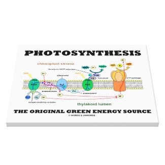 Photosynthesis The Original Green Energy Source Canvas Prints