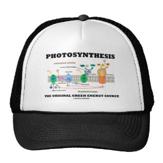Photosynthesis The Original Green Energy Source Hats