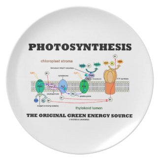 Photosynthesis The Original Green Energy Source Plate