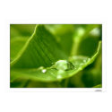 photosynthesize posters