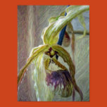 flower, floral, nature, pencil drawing,