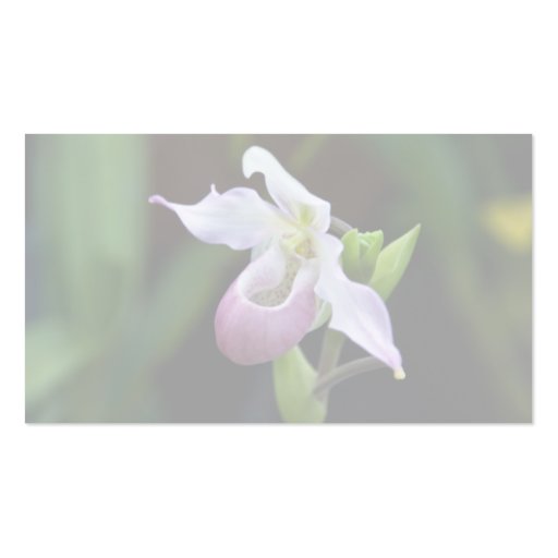 Phragmipedium Orchid Business Card (back side)