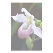 Phragmipedium Orchid Personalized Stationery