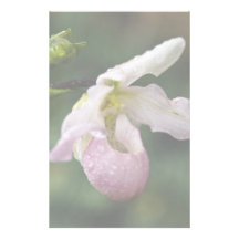 Phragmipedium Orchid Stationery