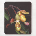 Phragmipedium  sargentianum mousepads