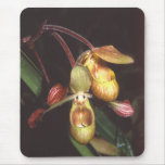 orchid species, orchid photo, slipper orchid,