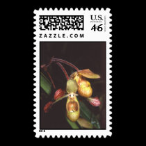 Phragmipedium  sargentianum postage