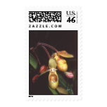 Phragmipedium  sargentianum postage