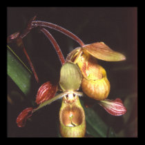 Phragmipedium  sargentianum posters