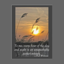 phragmities at sunset postcard by lorale phragmities at sunset postcard