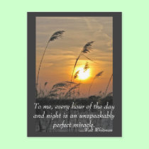 phragmities at sunset postcard by lorale phragmities at sunset postcard