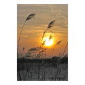 Phragmities at Sunset posters