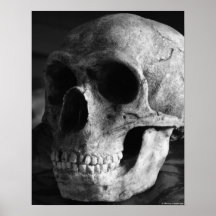 Phrenology - Fine Art Print