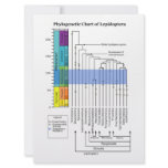 Phylogenetic Chart of Lepidoptera Lineages invitations