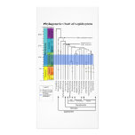 Phylogenetic Chart of Lepidoptera Lineages photo cards