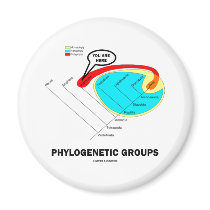 Phylogenetic Groups (Mammalia) You Are Here magnets