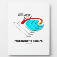 Phylogenetic Groups (Mammalia) You Are Here Plaque