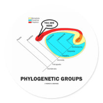 Phylogenetic Groups (Mammalia) You Are Here stickers